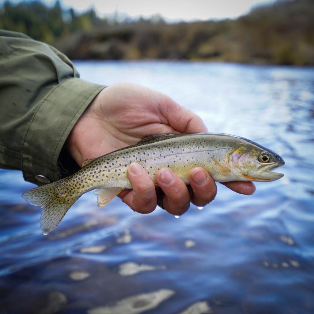 Cold Cutthroat Day - Tenkara Rod Co.