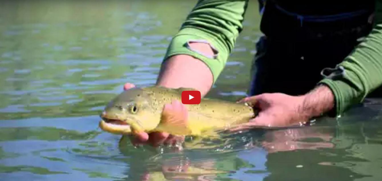 Sight Fishing to Brown Trout | Tenkara - Tenkara Rod Co.