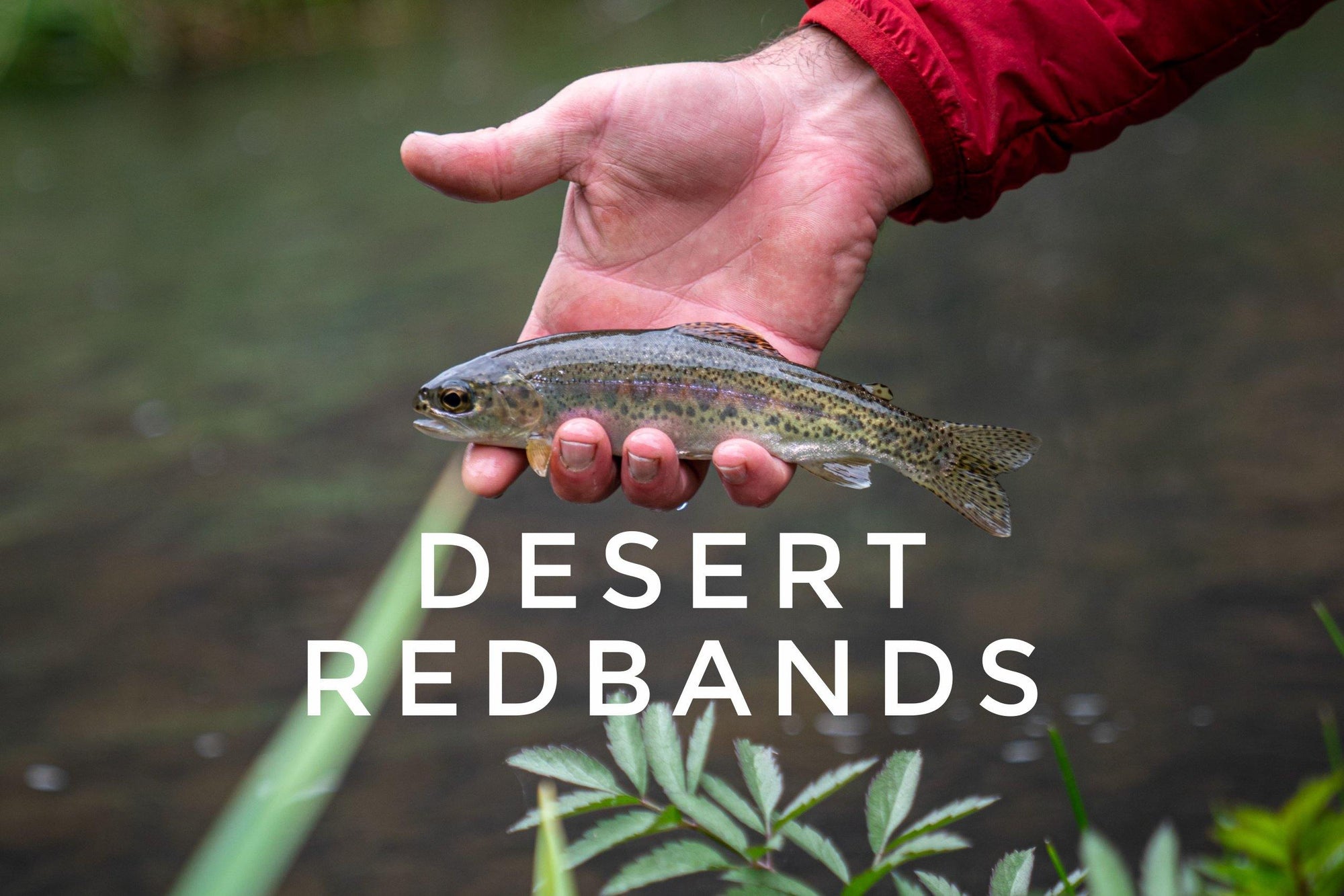Desert Redband Trout Backpacking Trip - Tenkara Rod Co.