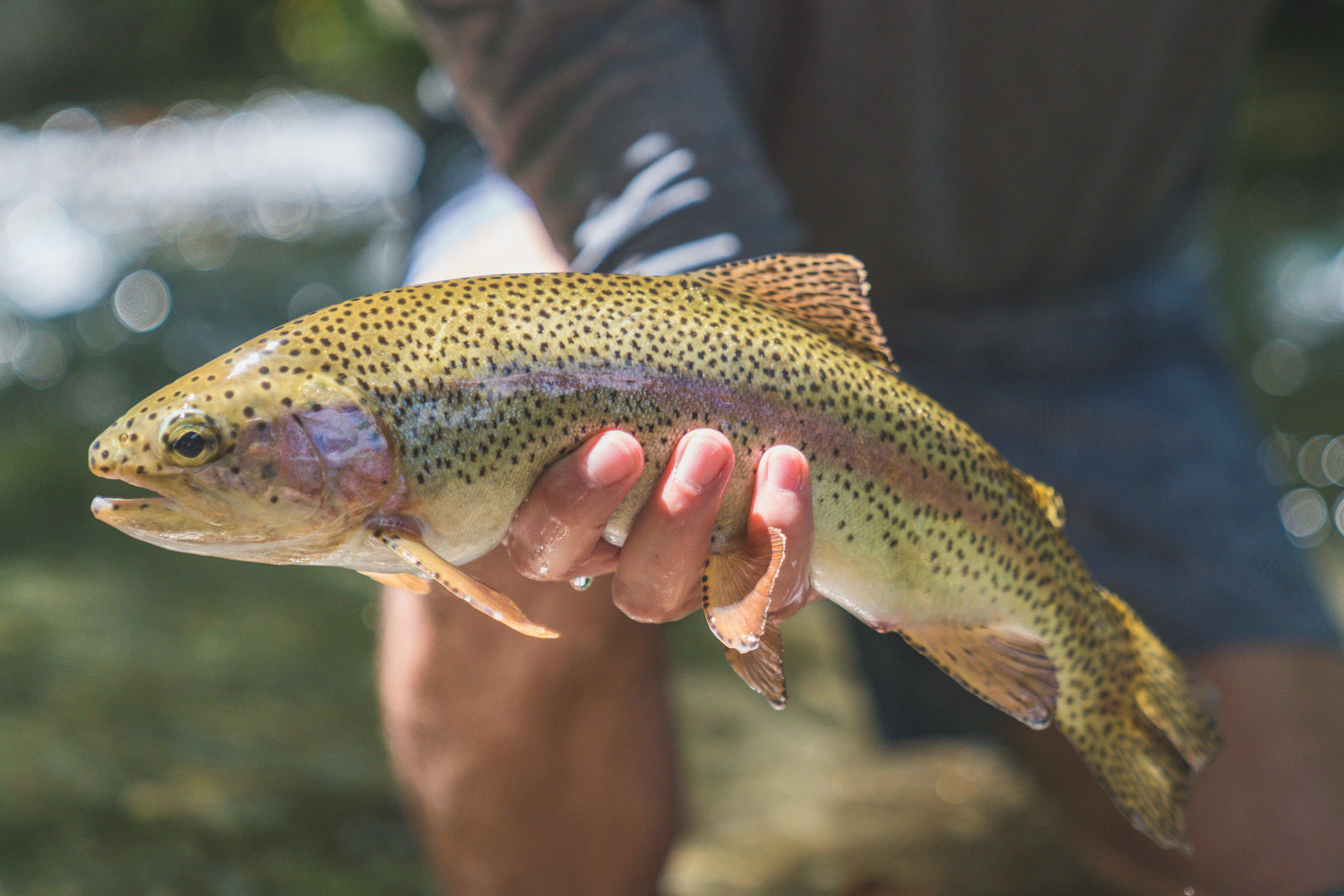 Tenkara And Summer Backpacking - Tenkara Rod Co.