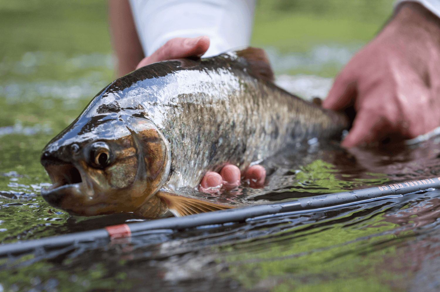 Tenkara Fishing for Machaca in Costa Rica - Tenkara Rod Co.