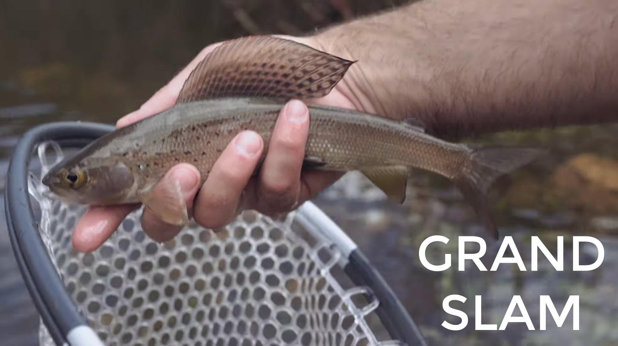 The One Day Grand Slam - Grayling, Bull Trout, Rainbow Trout, Cutthroat Trout - Tenkara Rod Co.