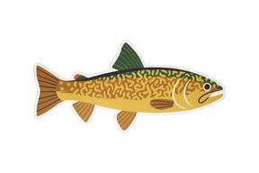 Native Trout Sticker