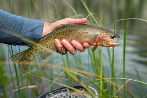 Tenkara rod co banner designed by