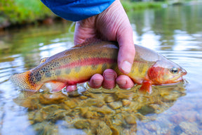 California Golden Trout Native Trout Hat