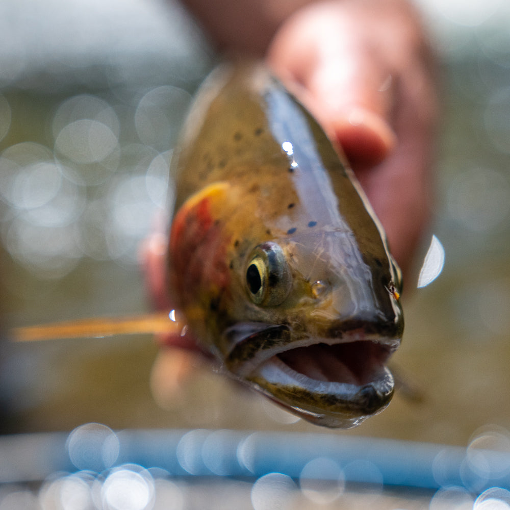 Fishing Rods: Average savings of 48% at Sierra